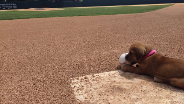 baseball-puppy-rescue-dog.jpg