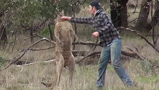 kangaroo-dog-punch-video-backstory.jpeg