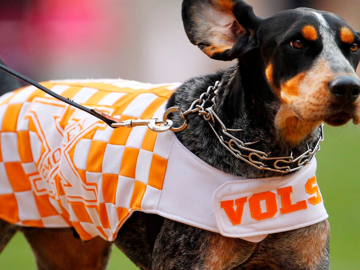 Tennessee Volunteers Busy Block Dog Sweater FOCO