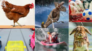 Animal Competitions: Real or Fake?