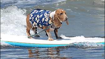 Surfing Dogs and…a Fantasy Wizard Sighting?