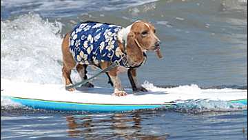 Surfing Dogs and…a Fantasy Wizard Sighting?