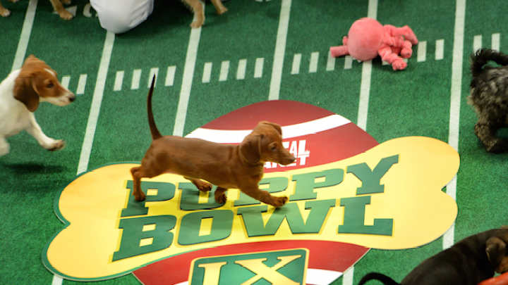 Thursday Afterschool Special: Puppy Bowl! Thursday Afterschool Special: Puppy Bowl!