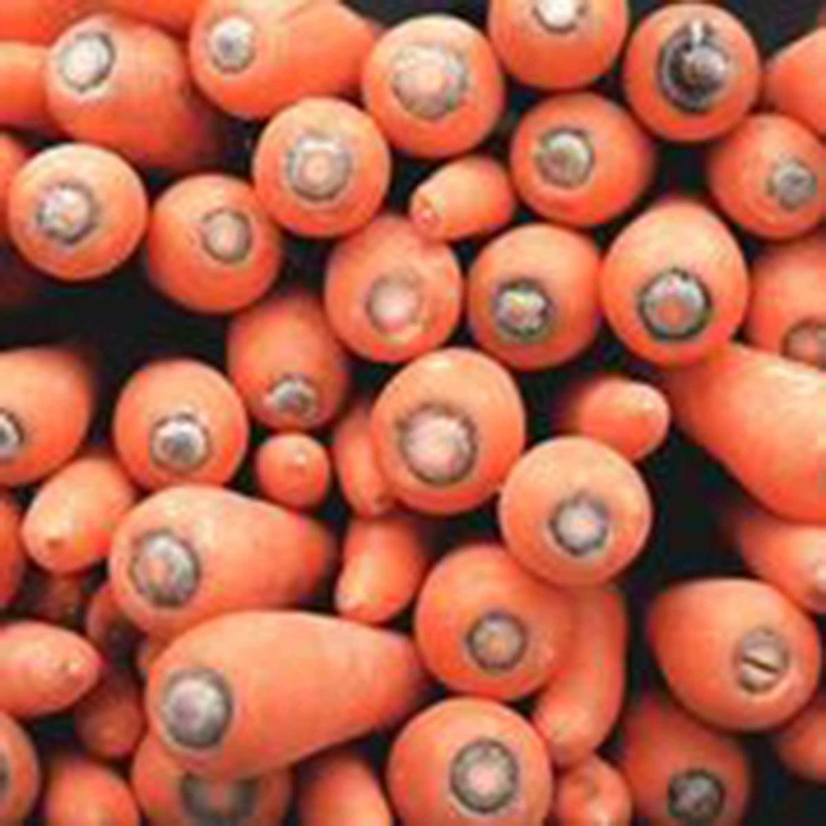 Carrots.jpg