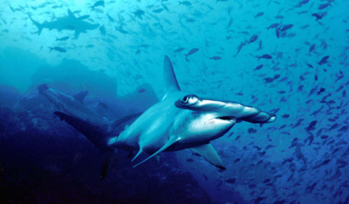 hammerhead shark