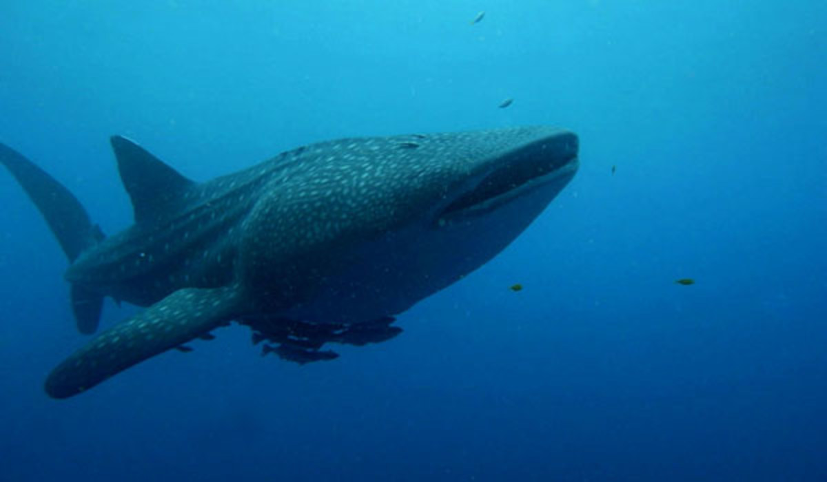 whale shark