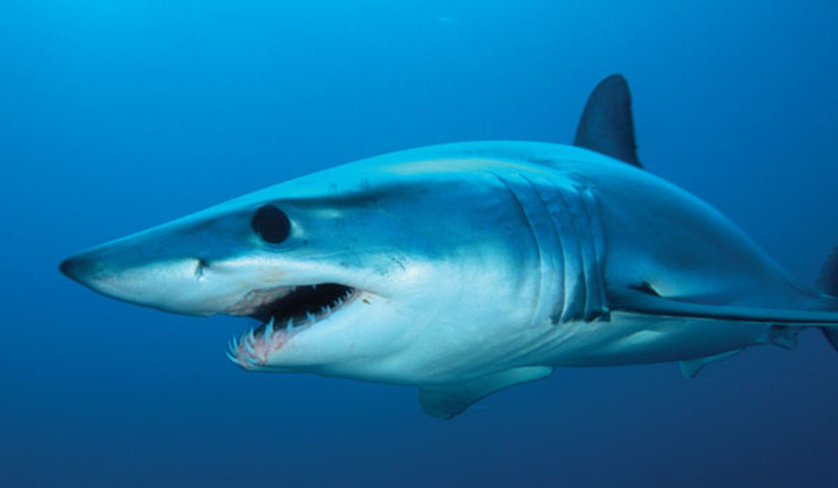 mako shark