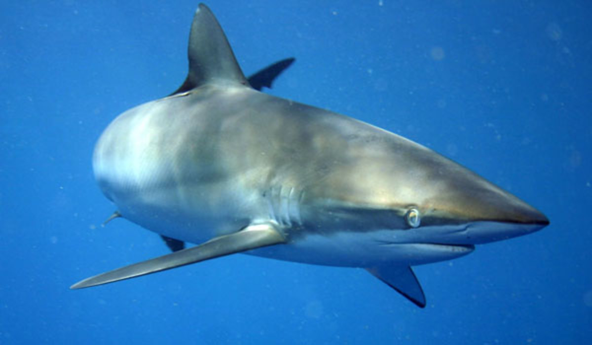 silky shark