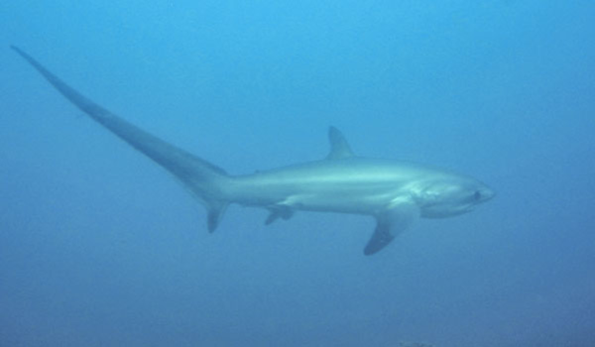 thresher shark