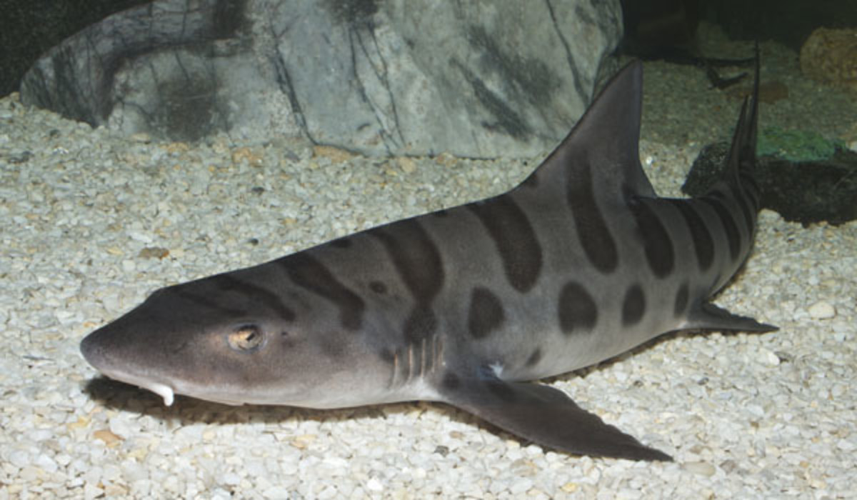 leopard shark