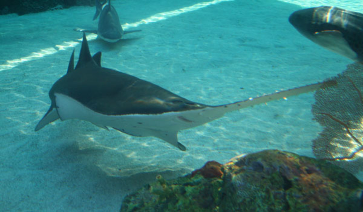 sawshark