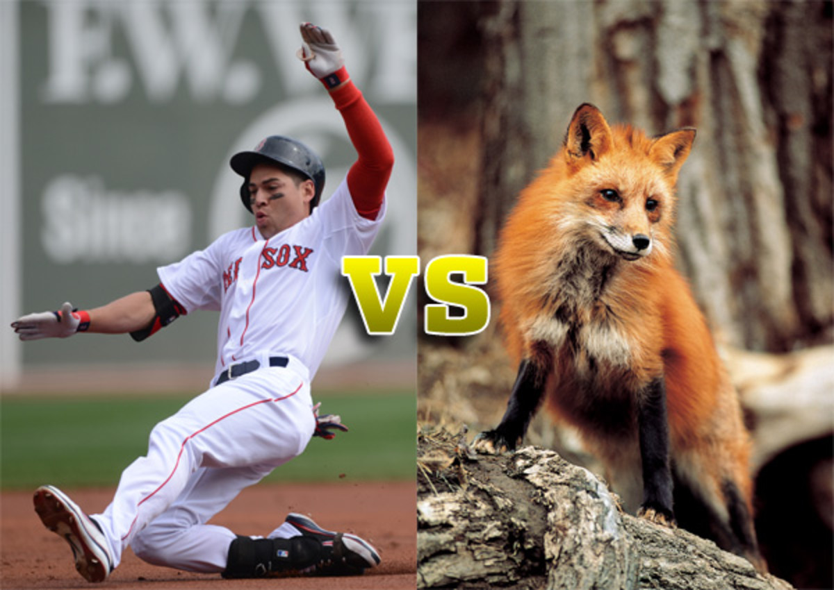 jacoby ellsbury vs red fox