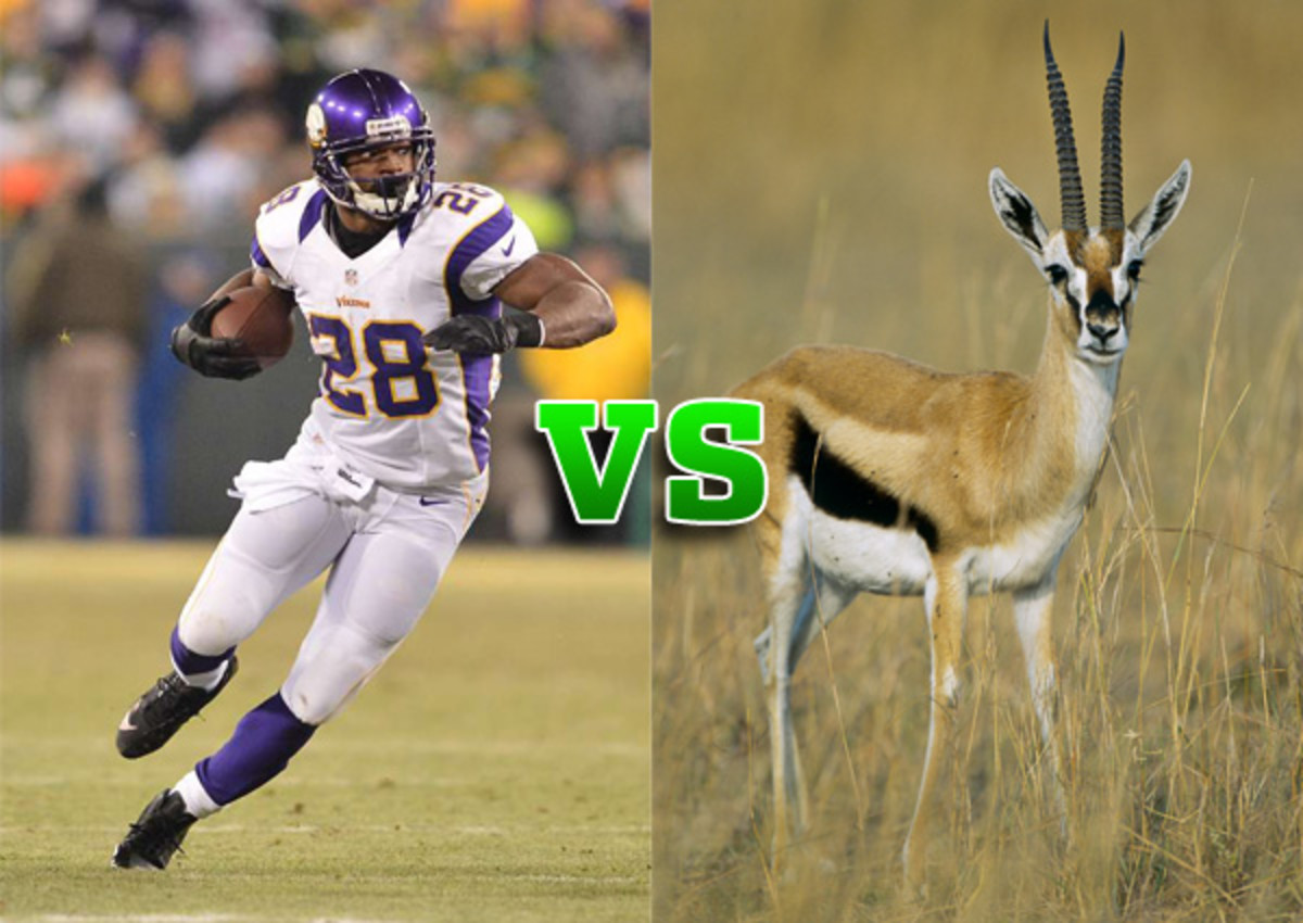 adrian peterson vs gazelle