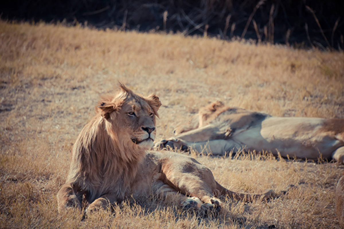 nbpa south africa lions